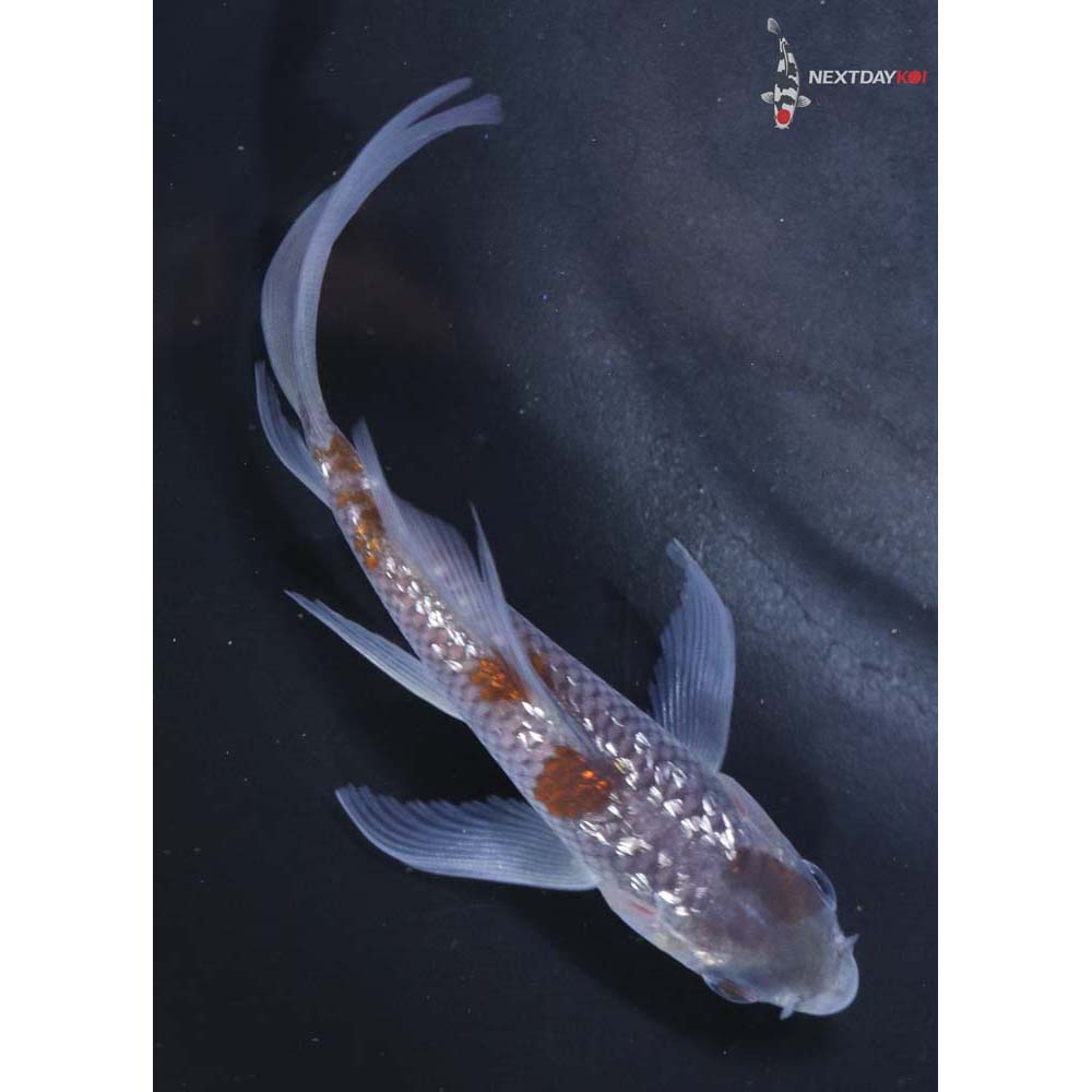 4.5” Imported Gin Rin Ochiba Shigure Butterfly Koi