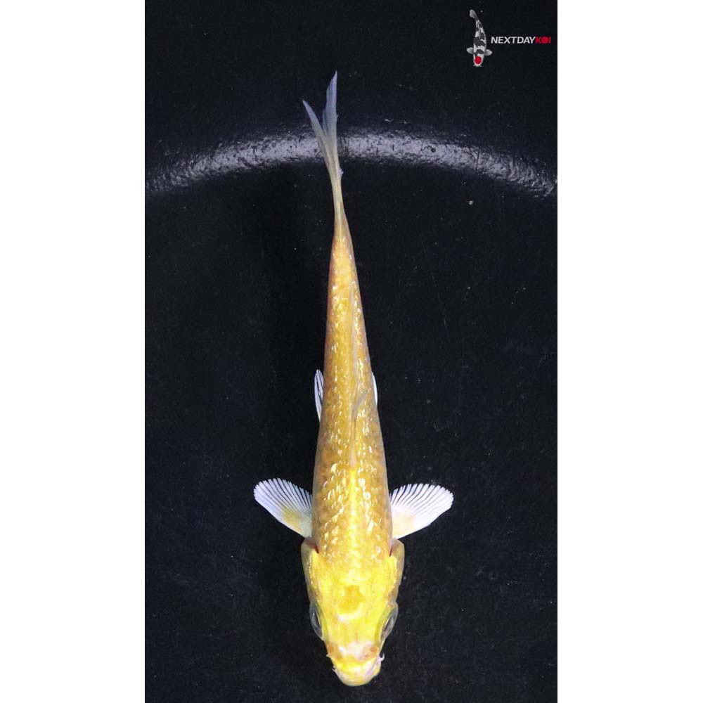 3.5” Imported Gin Rin Yamabuki Ogon