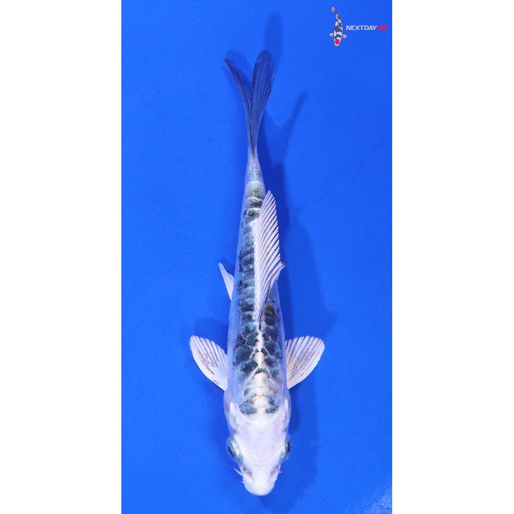 4” Imported Heisei Nishiki