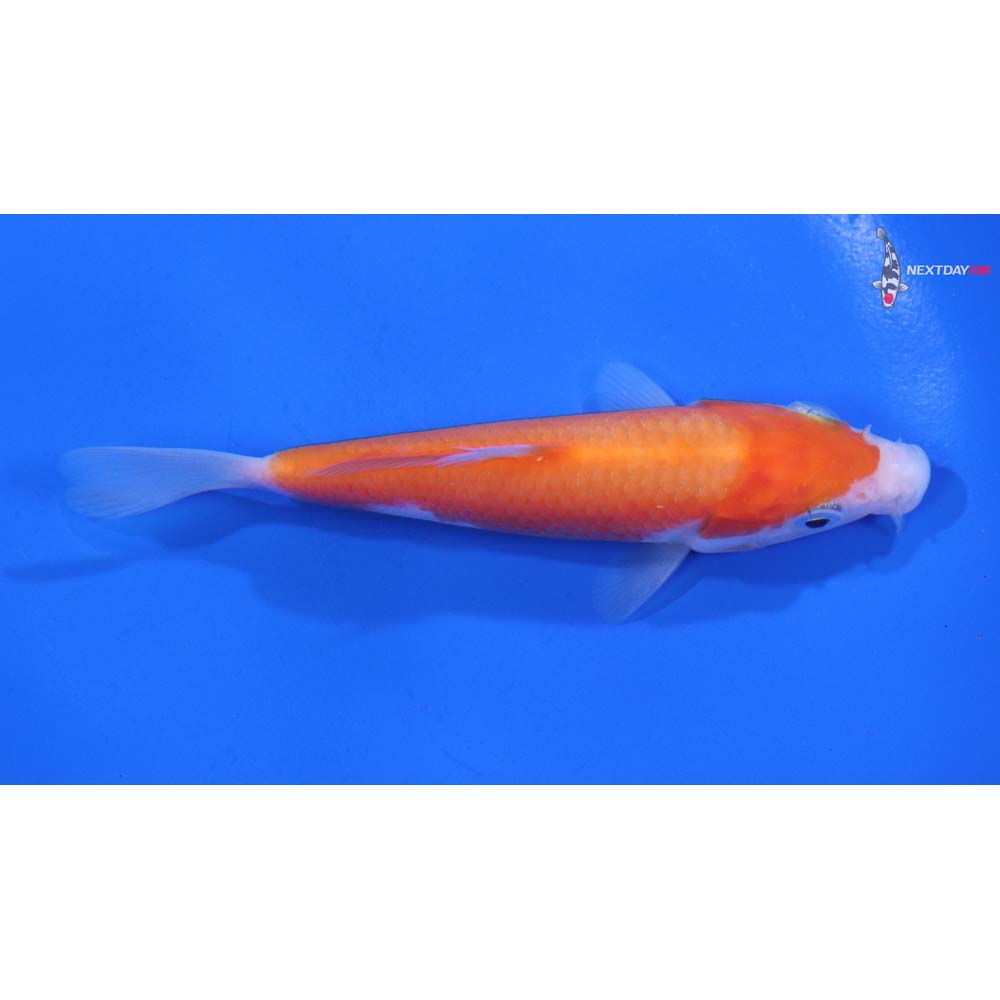 4” Imported Kohaku