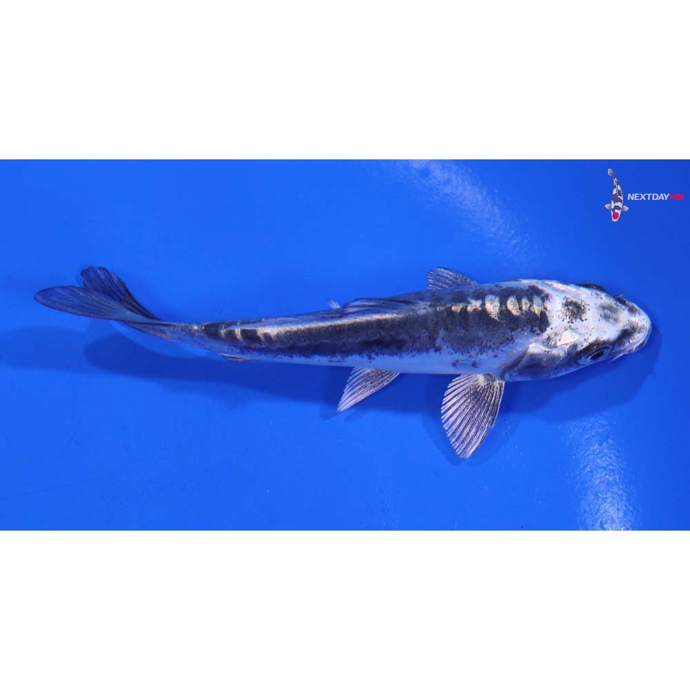 4” Imported Kikokuryu