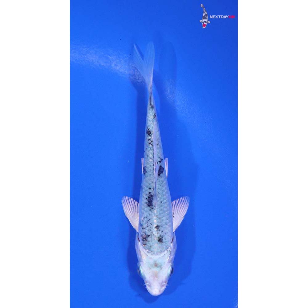 3.5” Imported Gin Shiro Bekko