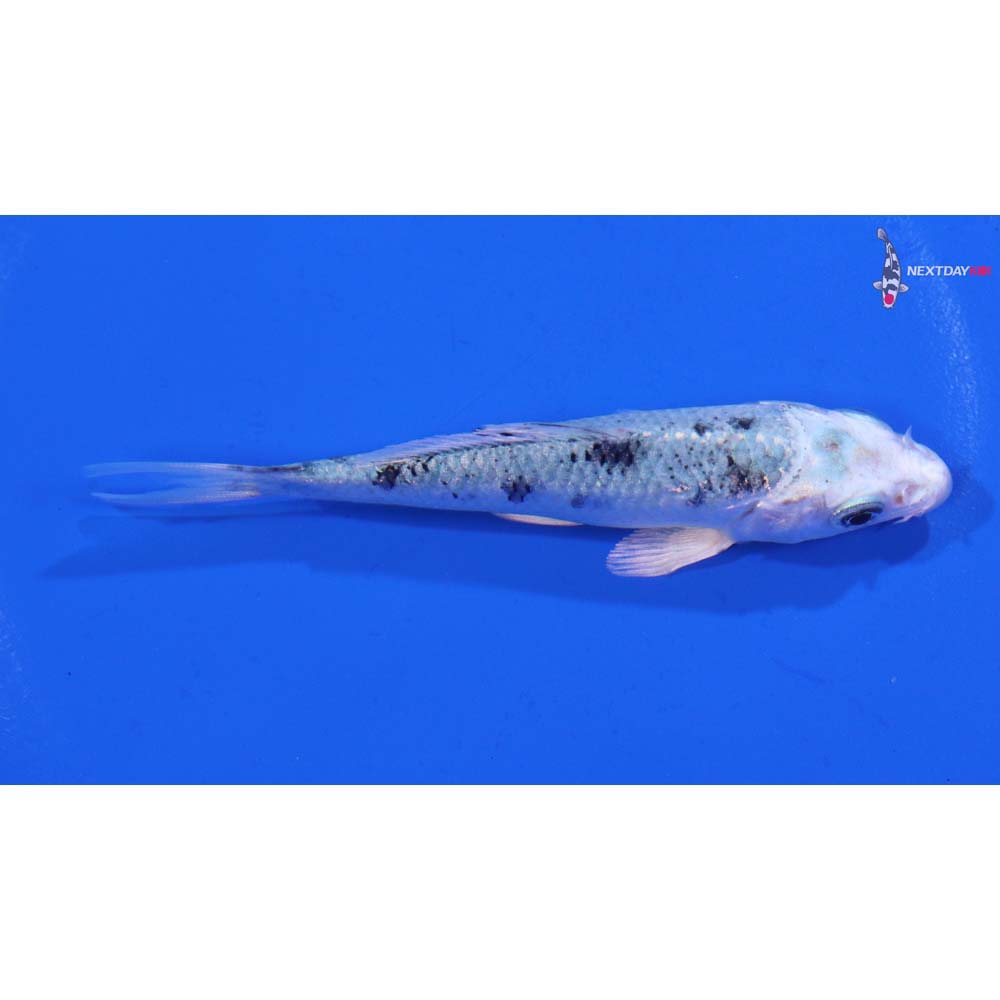 3.5” Imported Gin Shiro Bekko