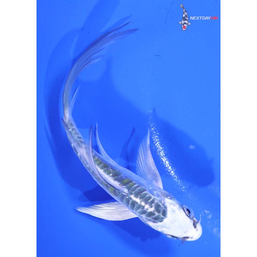 5” Imported Doitsu Kujaku Butterfly Koi