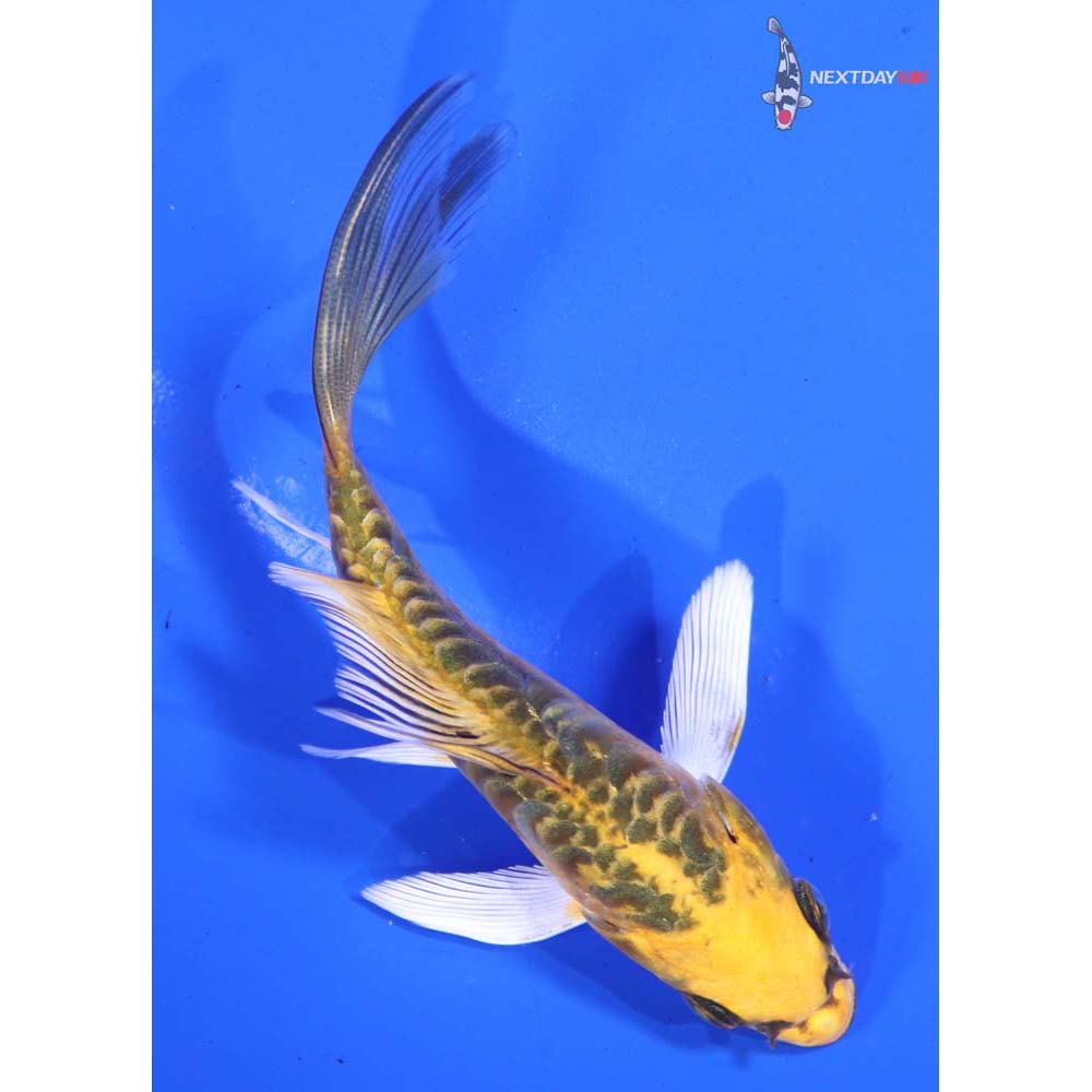 4.5” Imported Armor Scaled Kujaku Butterfly Koi