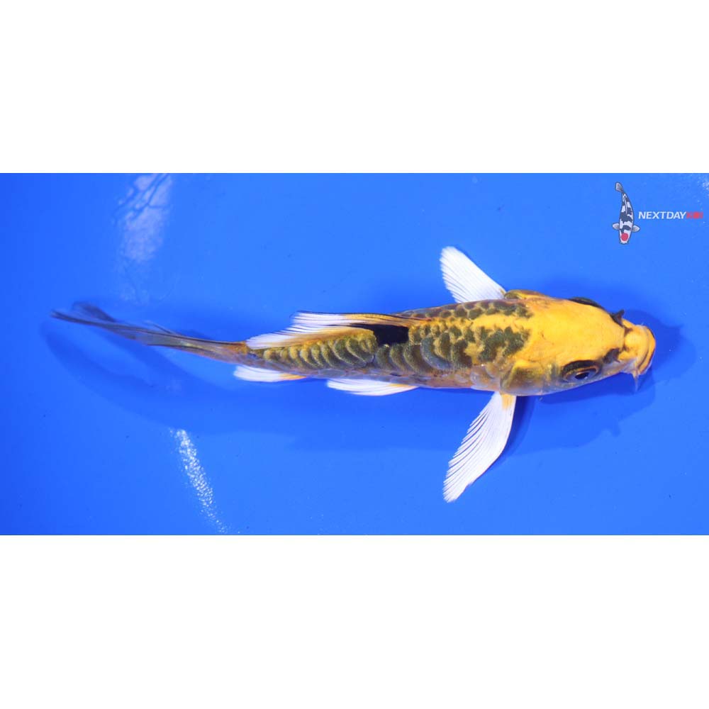 4.5” Imported Armor Scaled Kujaku Butterfly Koi