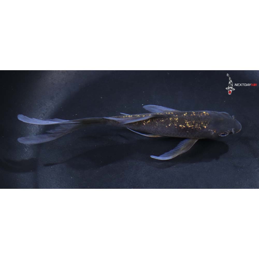 5” Imported Gin Rin Chagoi Butterfly Koi