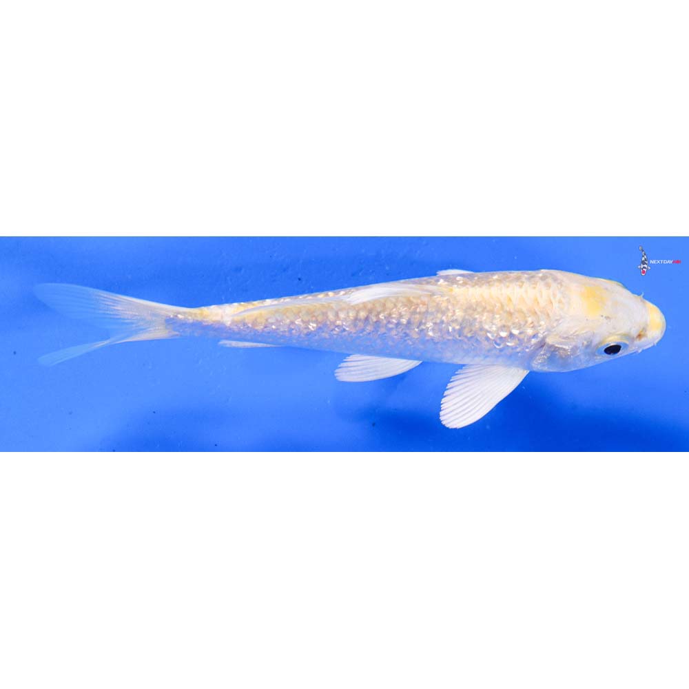 5” Imported Gin Rin Lemon Hariwake