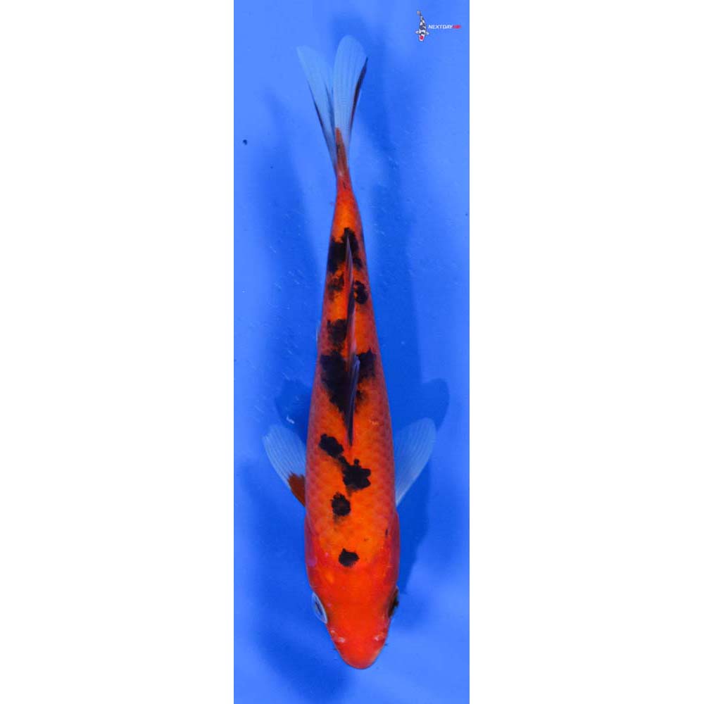 5” Imported Aka Bekko