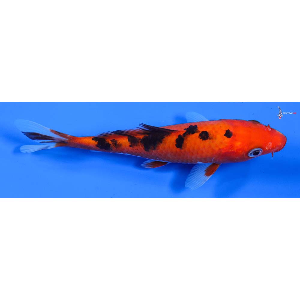 5” Imported Aka Bekko