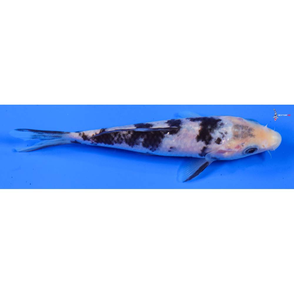 5” Imported Shiro Bekko