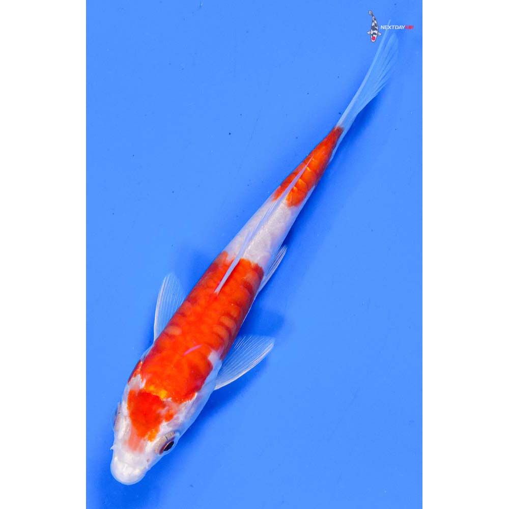 5” Imported Doitsu Kohaku