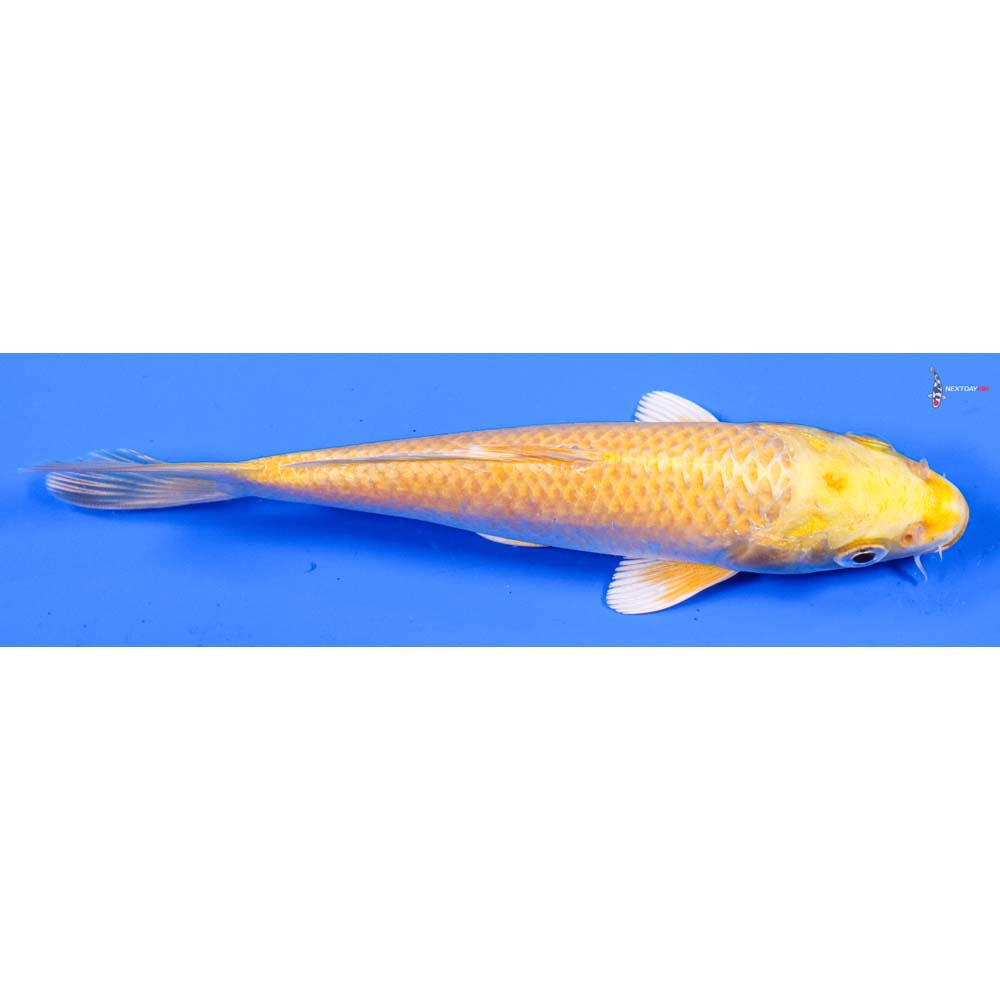 5.5” Imported Yamabuki Ogon