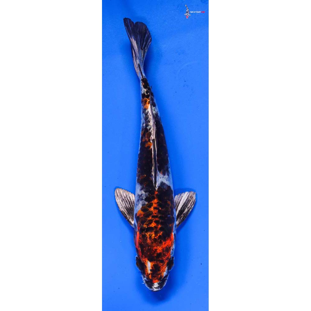 5.5” Imported Yamato Nishiki