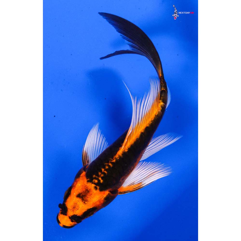 4.5” Imported Kin Kikokuryu Butterfly Koi