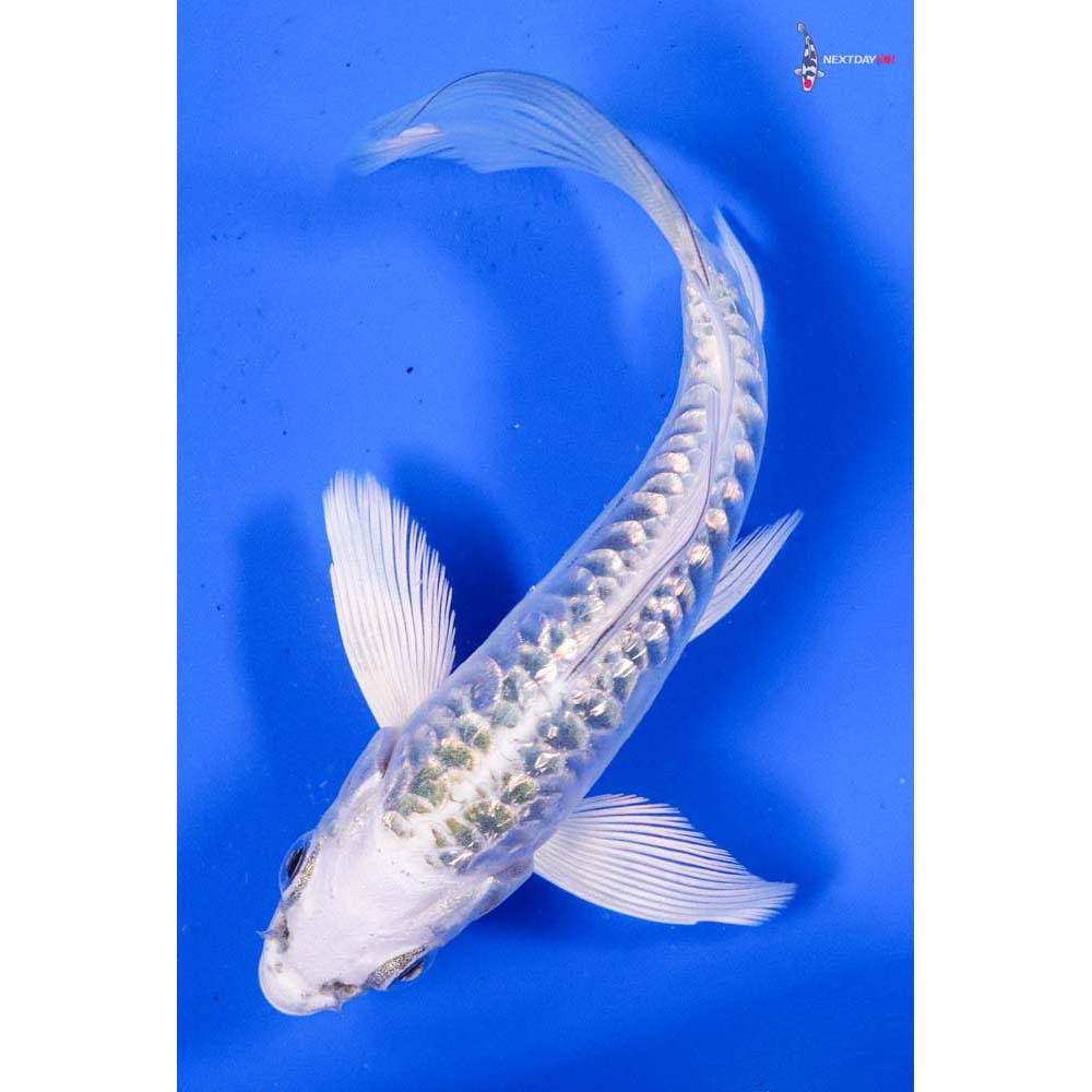 4.5” Imported Doitsu Gin Rin Kujaku Butterfly Koi