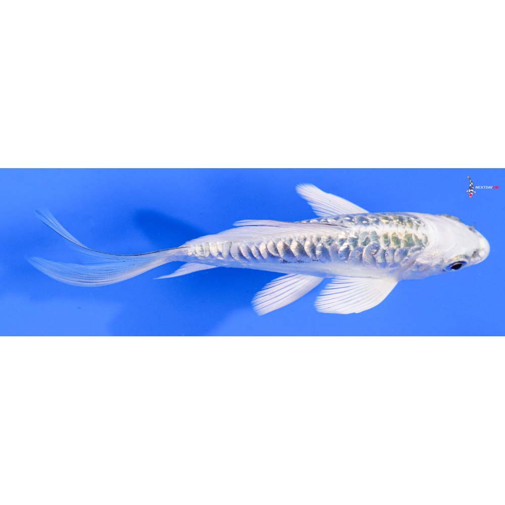 4.5” Imported Doitsu Gin Rin Kujaku Butterfly Koi
