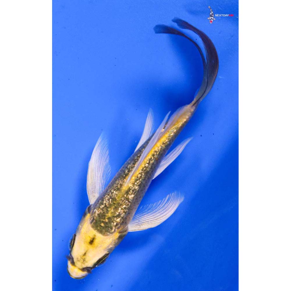 4.5” Imported Gin Rin Ki Matsuba Butterfly Koi