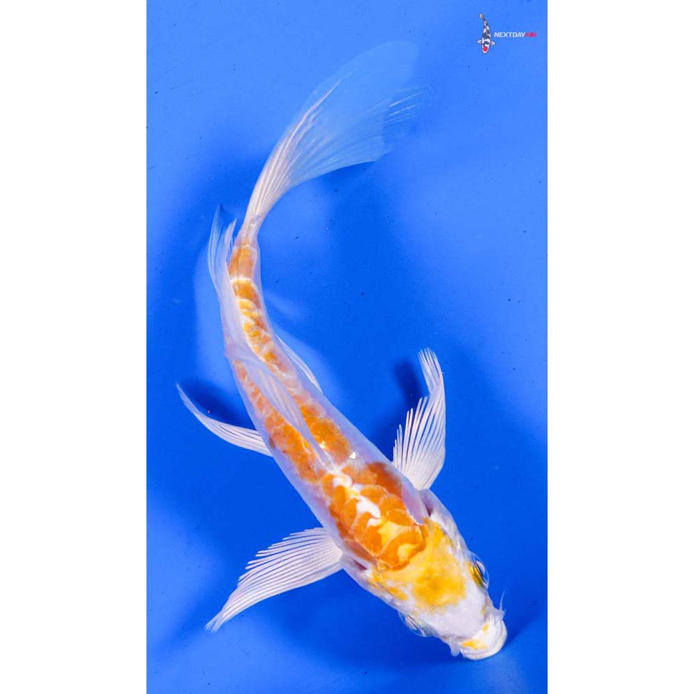 4.5” Imported Doitsu Lemon Hariwake Butterfly Koi