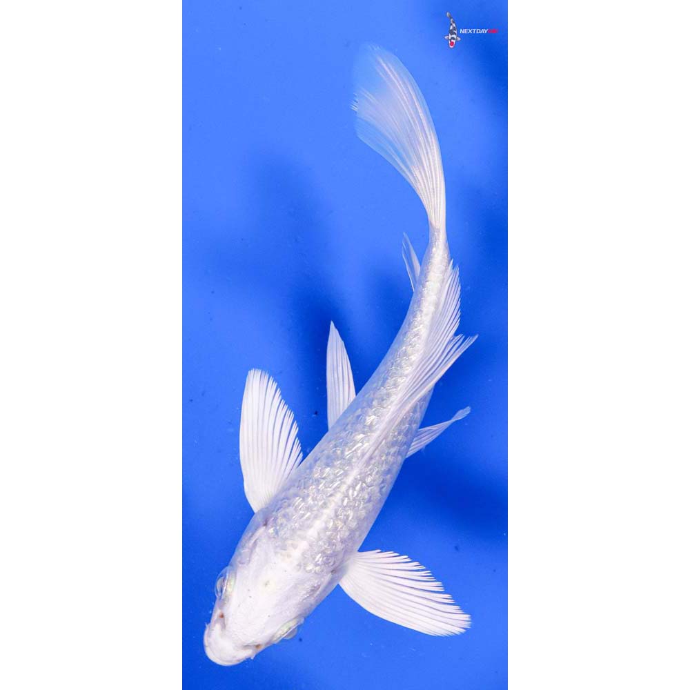 5” Imported Gin Rin Platinum Ogon Butterfly Koi