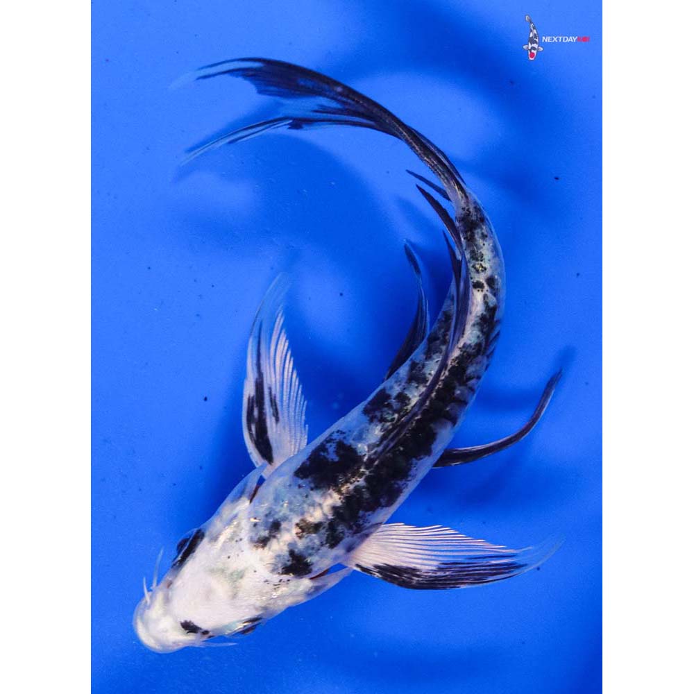 5” Imported Doitsu Gin Shiro Bekko Butterfly Koi