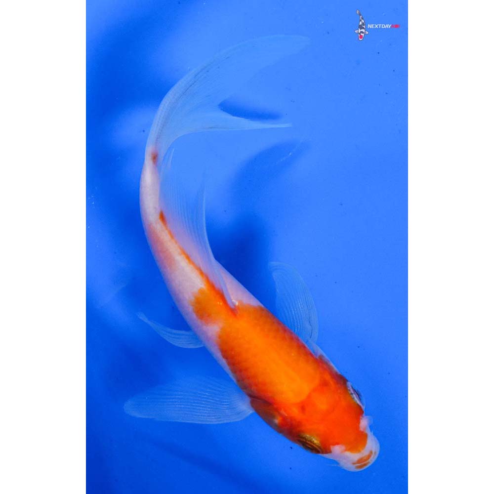 5” Imported Kohaku Butterfly Koi
