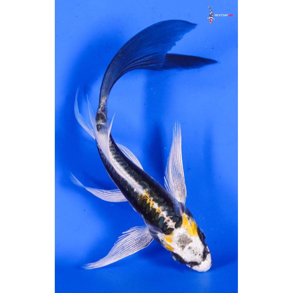 5” Imported Kin Kikokuryu Butterfly Koi