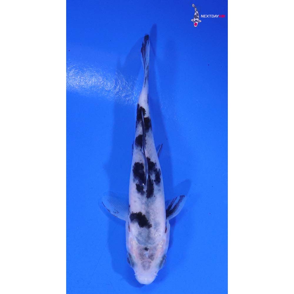 3.5” Imported Shiro Bekko