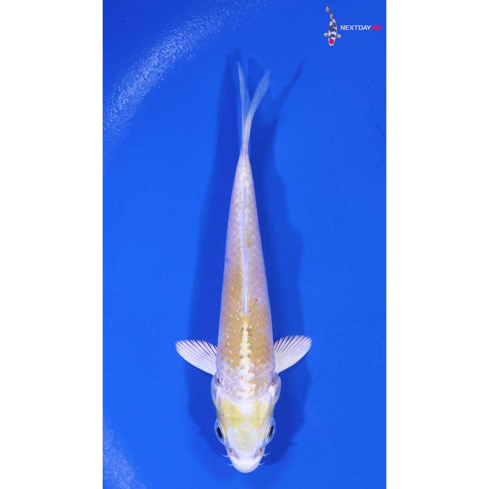 3.5” Imported Lemon Hariwake