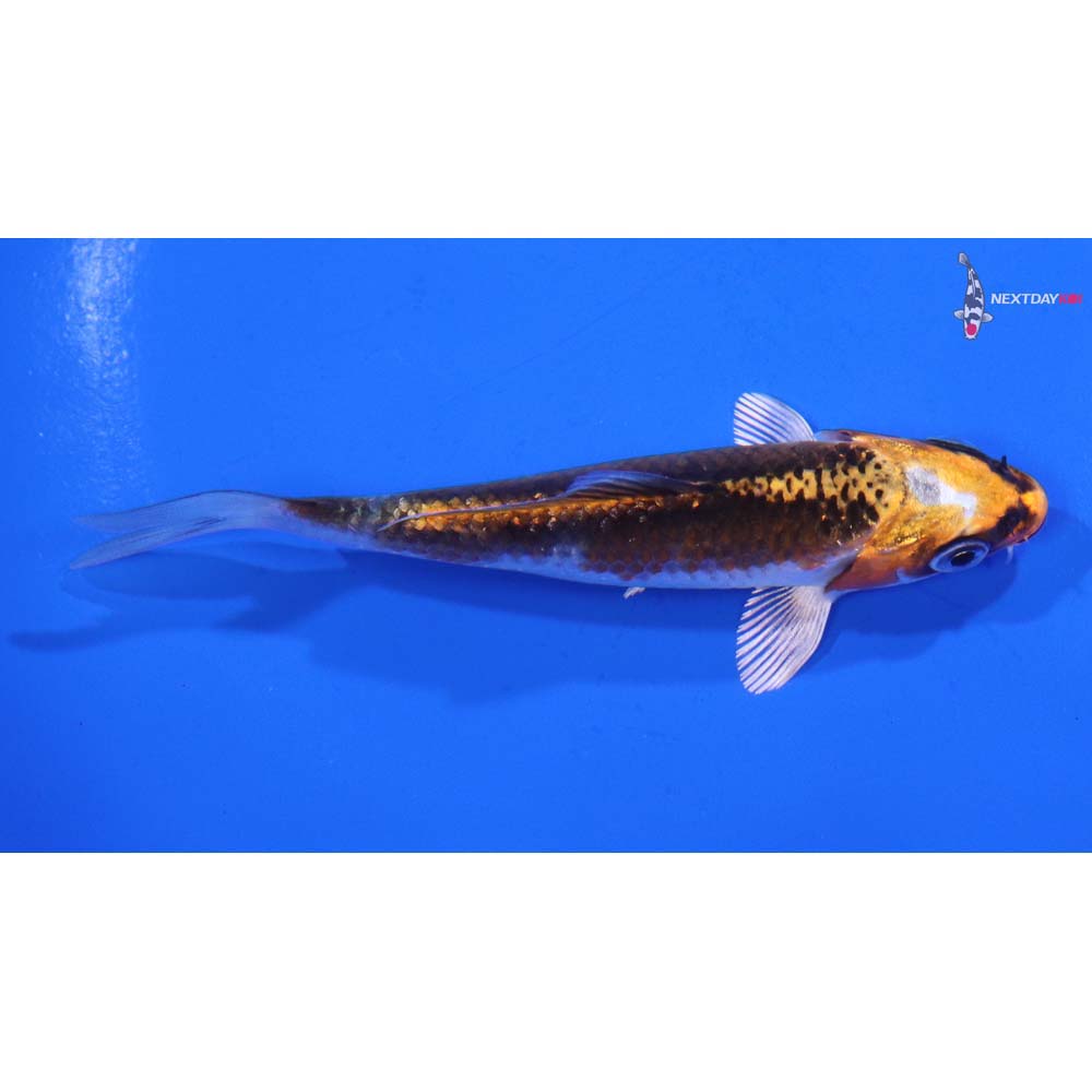 4” Imported Kujaku