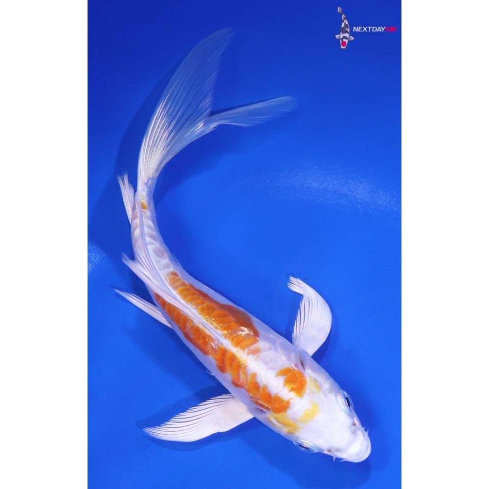 5.5” Imported Kikusui Butterfly Koi