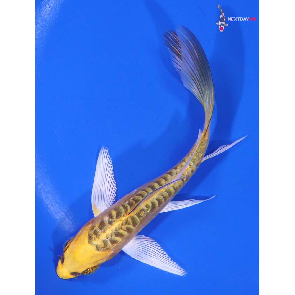5” Imported Armor Scaled Ki Matsuba Butterfly Koi