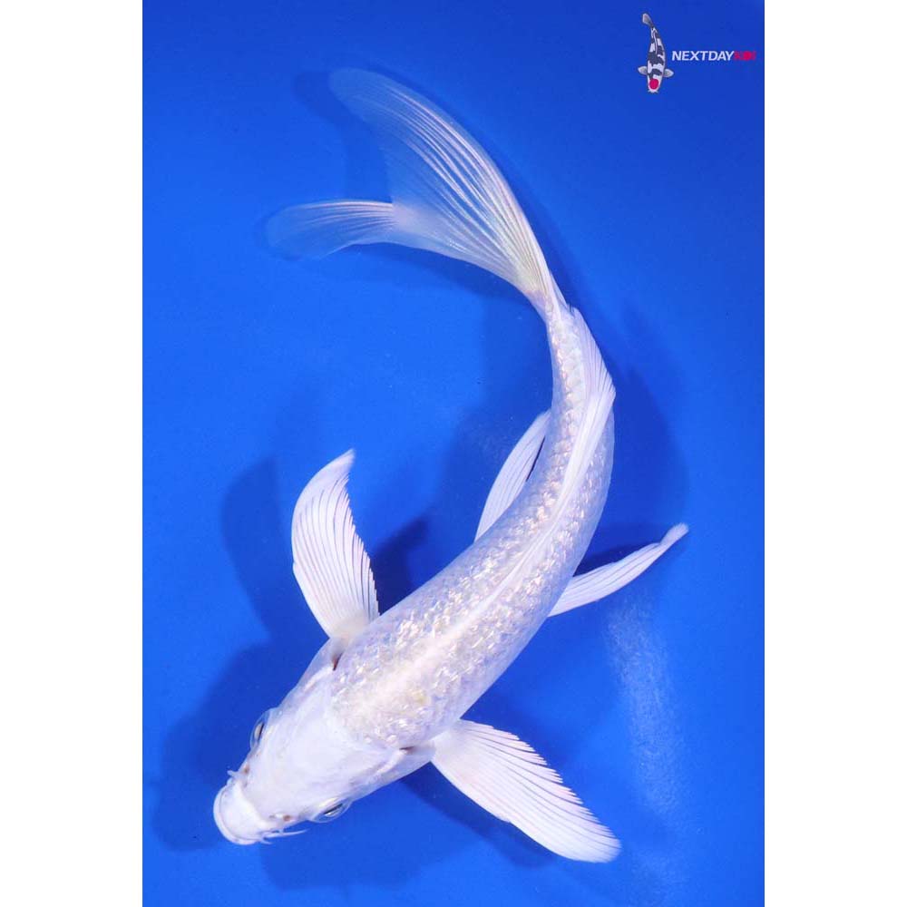 5.5” Imported Gin Rin Platinum Ogon Butterfly Koi