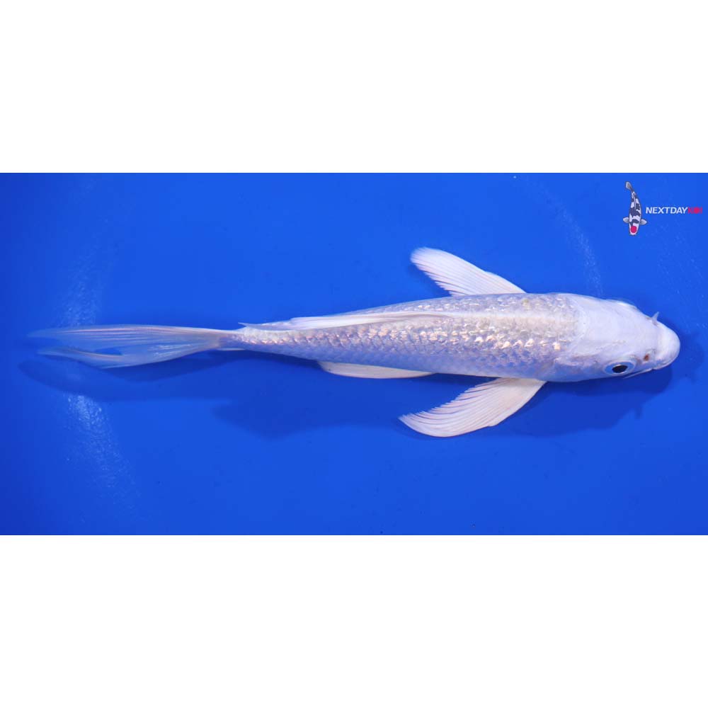 5.5” Imported Gin Rin Platinum Ogon Butterfly Koi