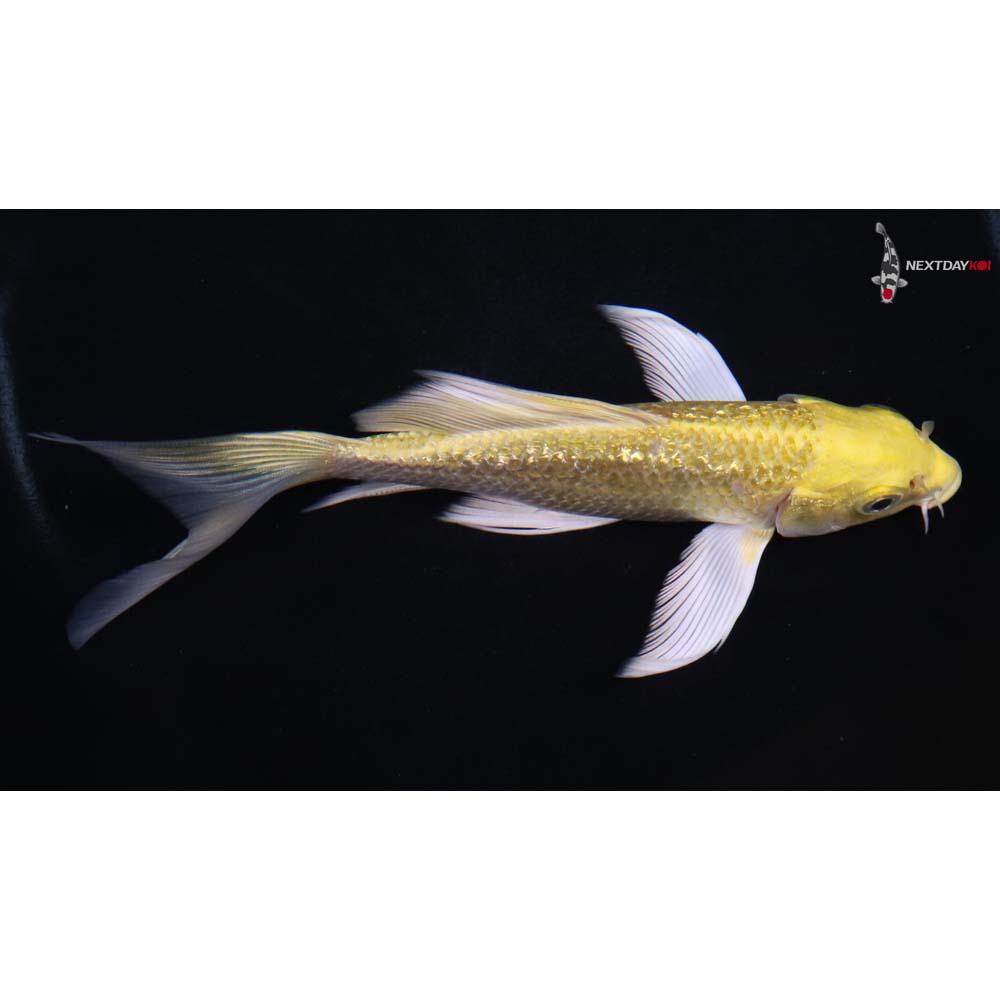 5.5” Imported Gin Rin Yamabuki Ogon Butterfly Koi