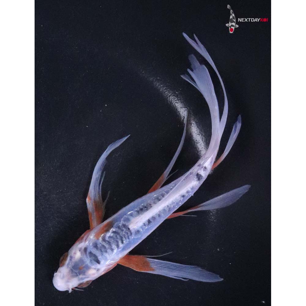 6” Imported Shusui Butterfly Koi