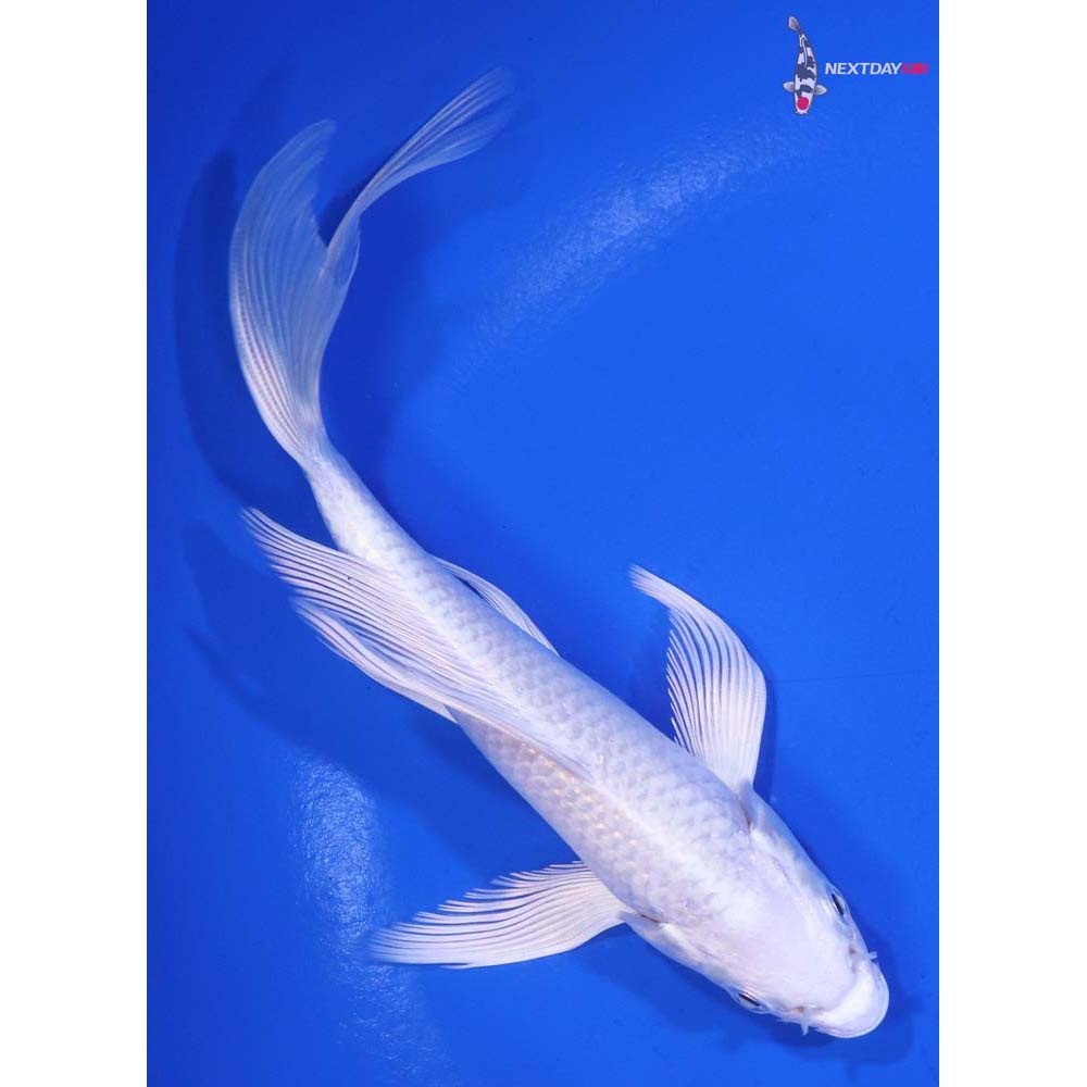 5.5” Imported Platinum Ogon Butterfly Koi