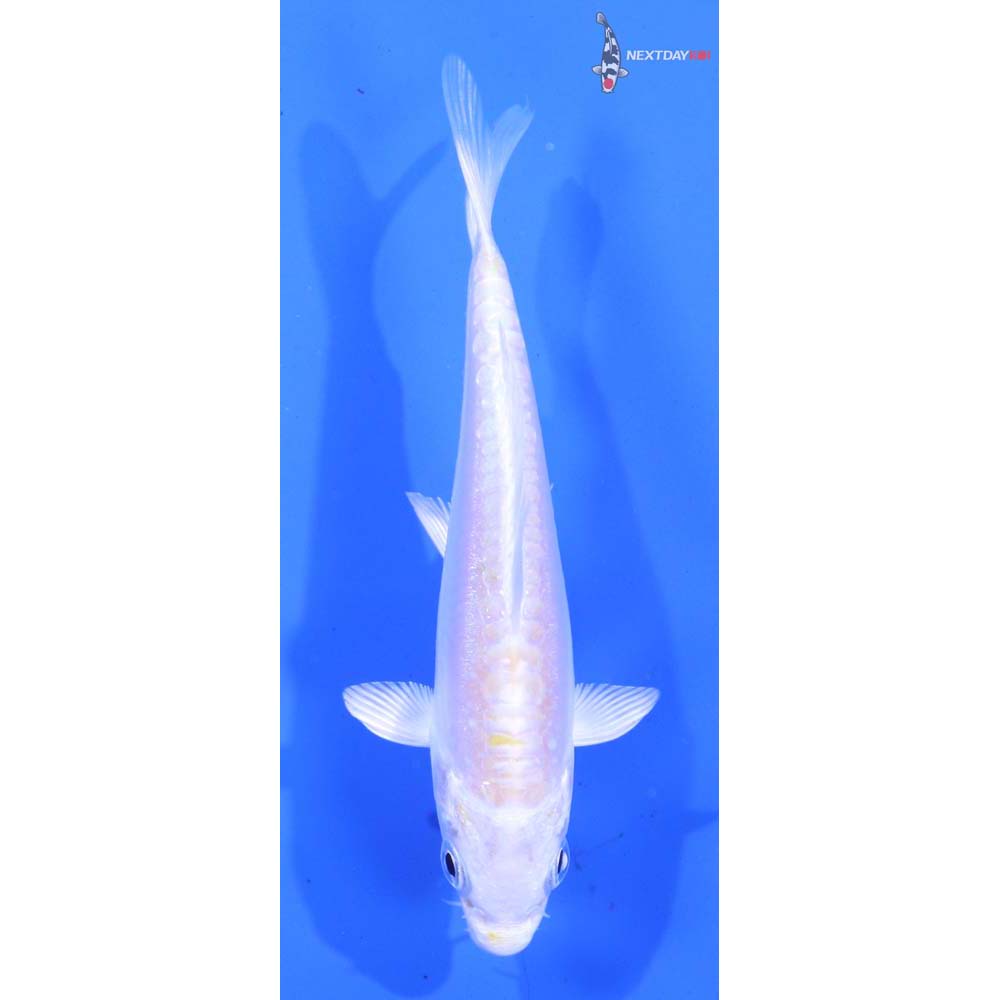 3” Imported Doitsu Lemon Hariwake