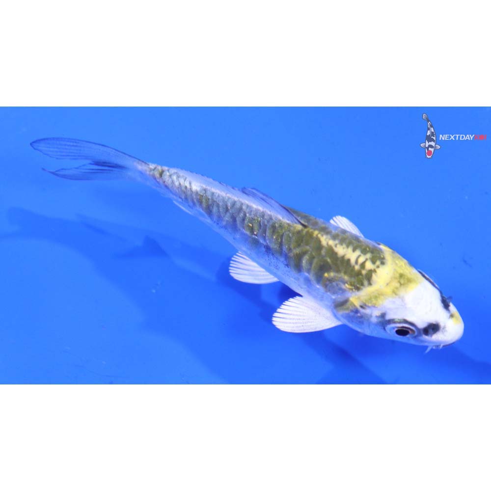 3” Imported Doitsu Kujaku