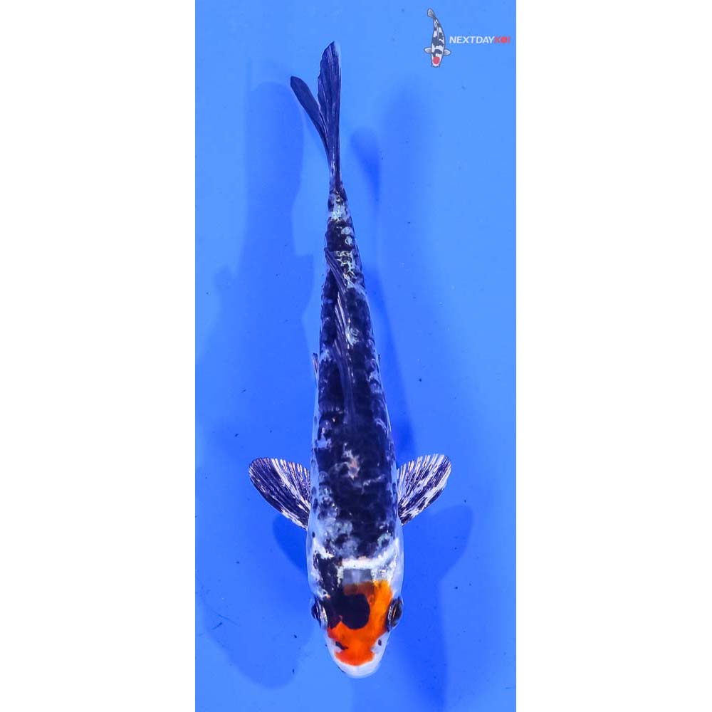 3.5” Imported Yamato Nishiki