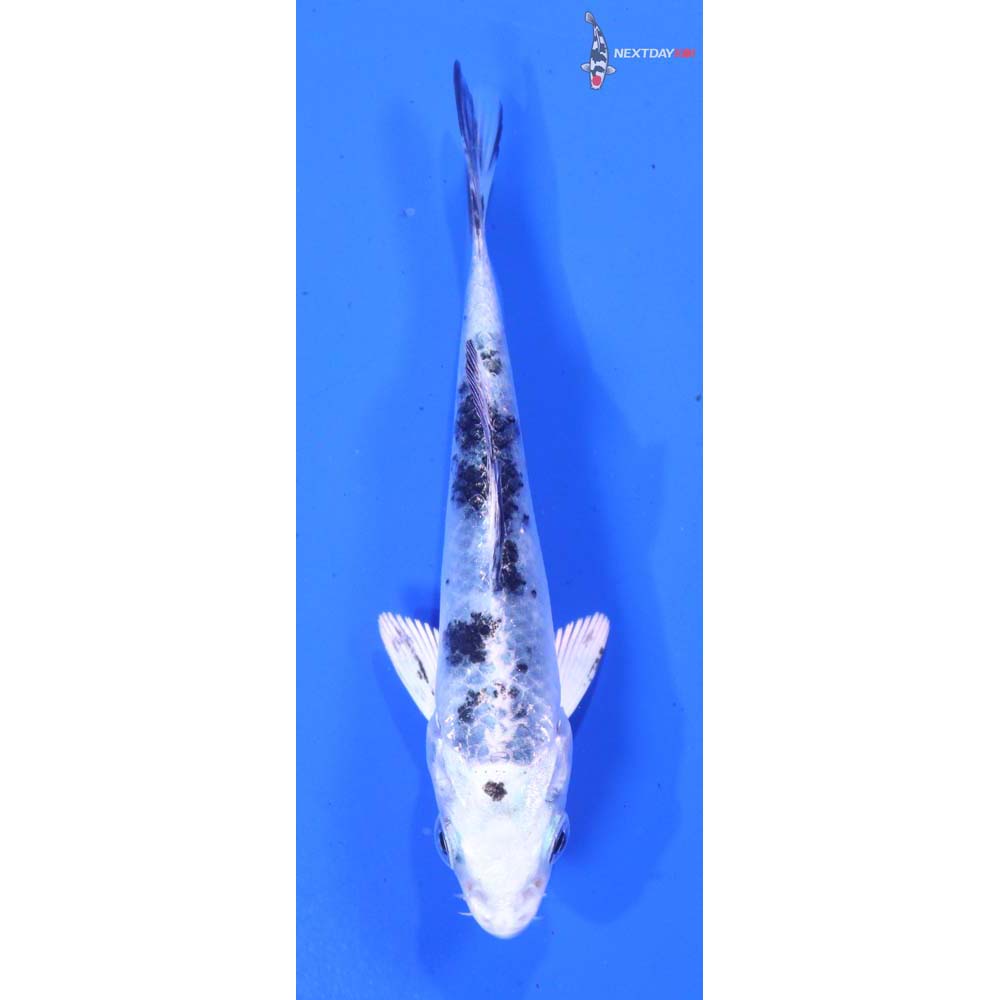 3.5” Imported Gin Shiro Bekko