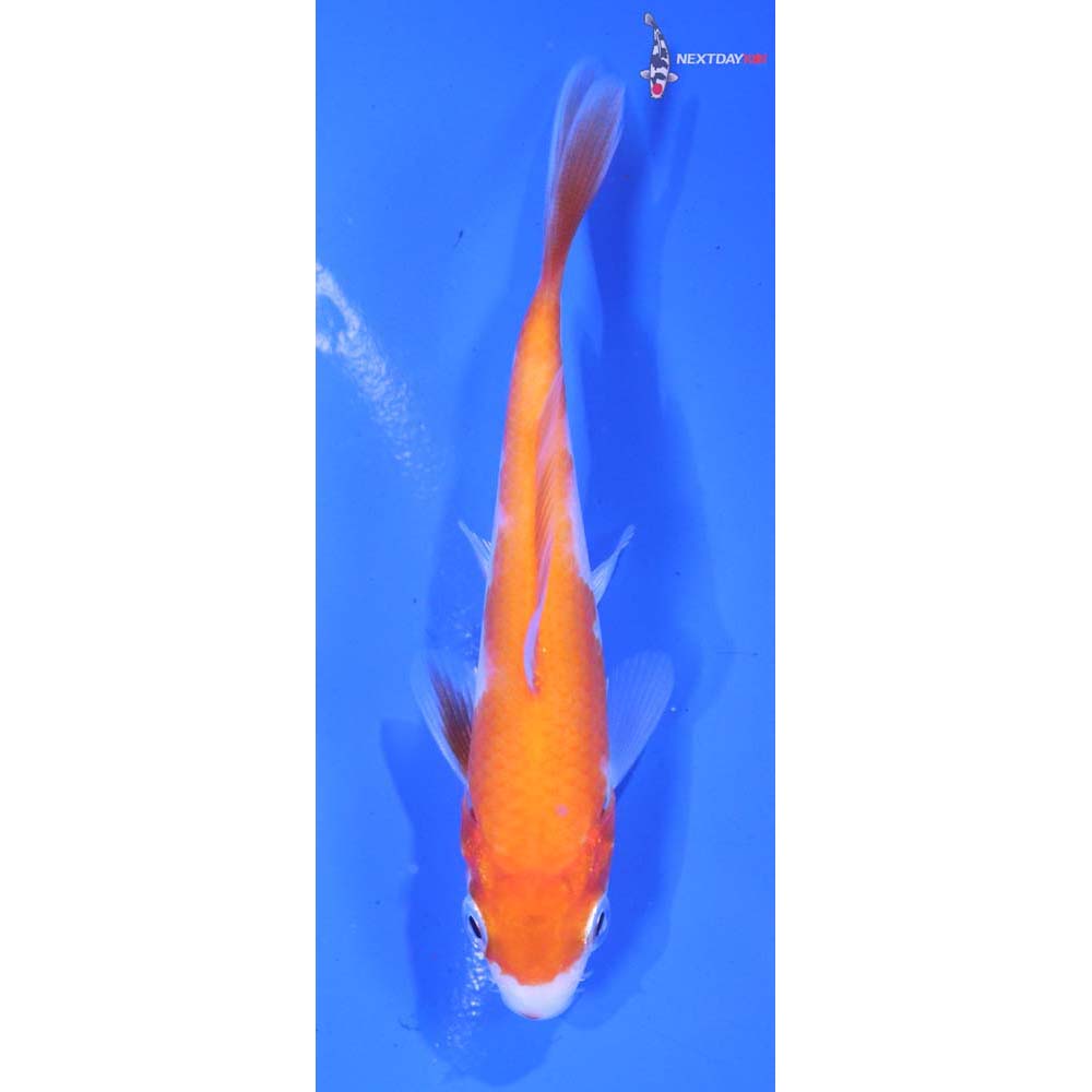 3.5” Imported Kohaku