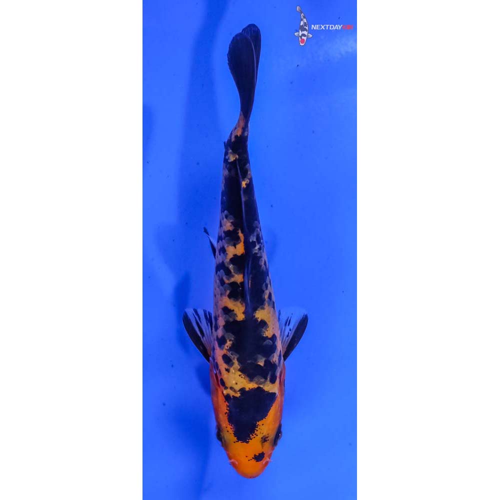 3.5” Imported Aka Bekko