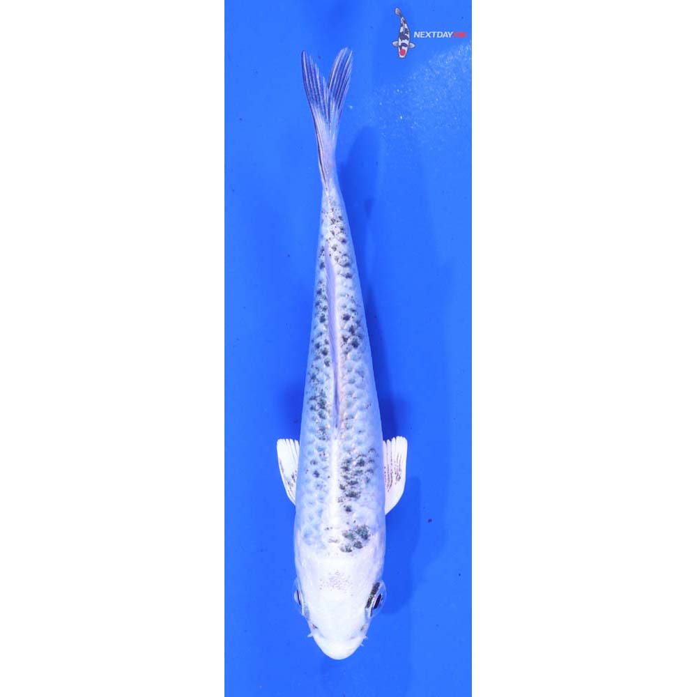 3.5” Imported Gin Shiro Bekko