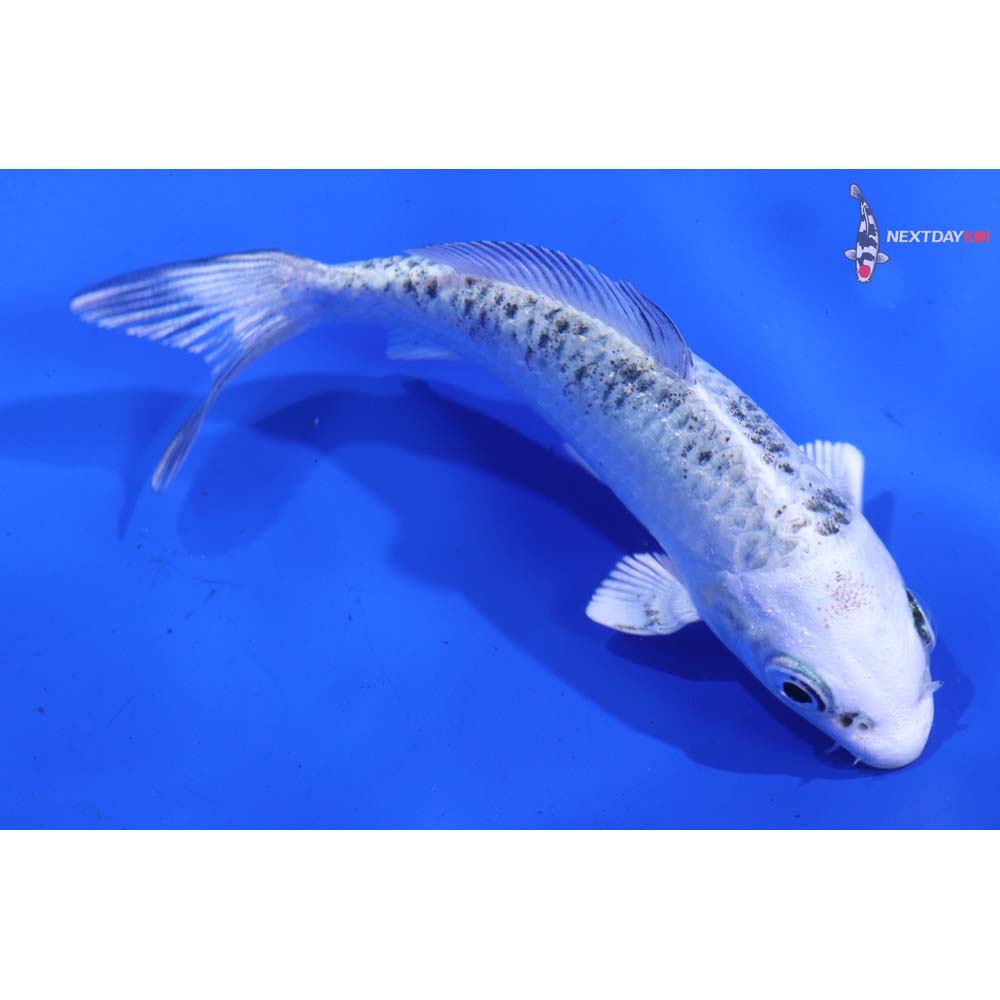 3.5” Imported Gin Shiro Bekko