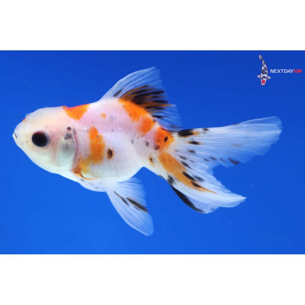 3” Imported Calico Oranda