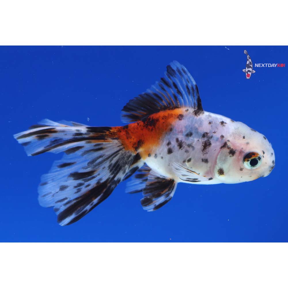 3” Imported Calico Oranda