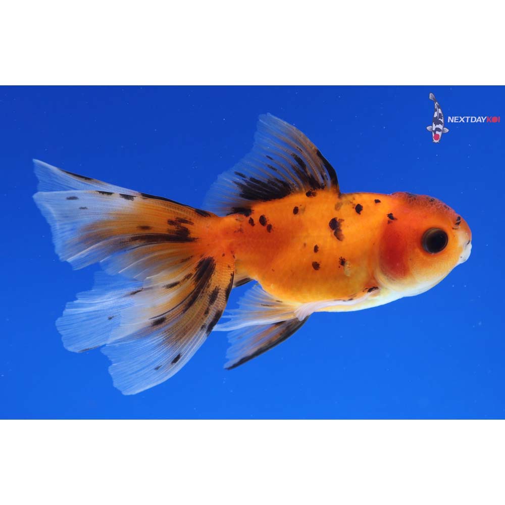 3” Imported Calico Oranda