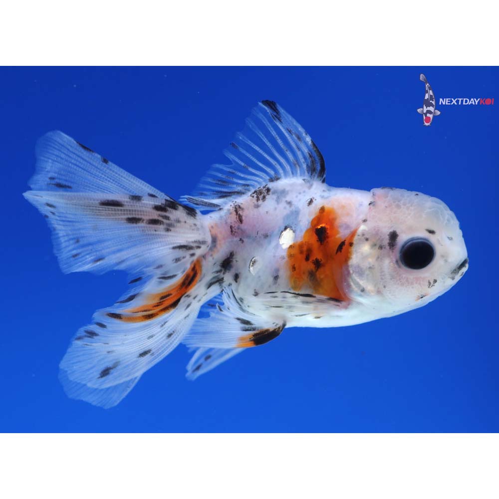 3” Imported Calico Oranda
