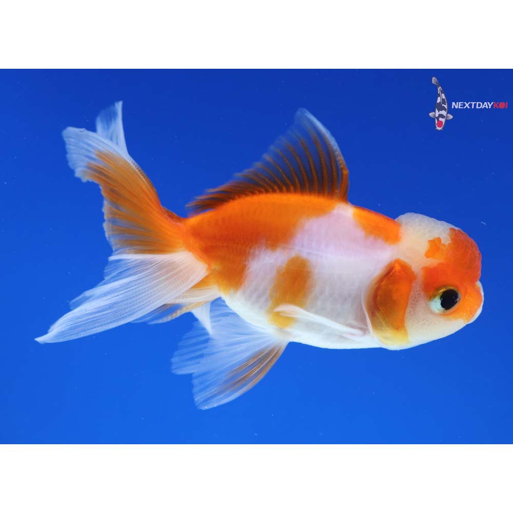 3.5” Imported Red and White Oranda